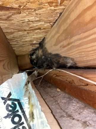 Mold-Inspection-Company-Cincinnati home inspectors in Ohio