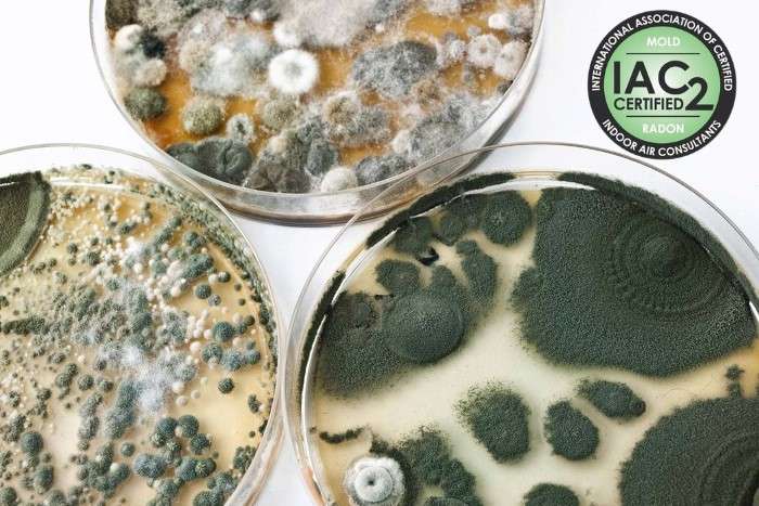 Mold-inspector-cincinnati-oh Mold-inspector-cincinnati-oh