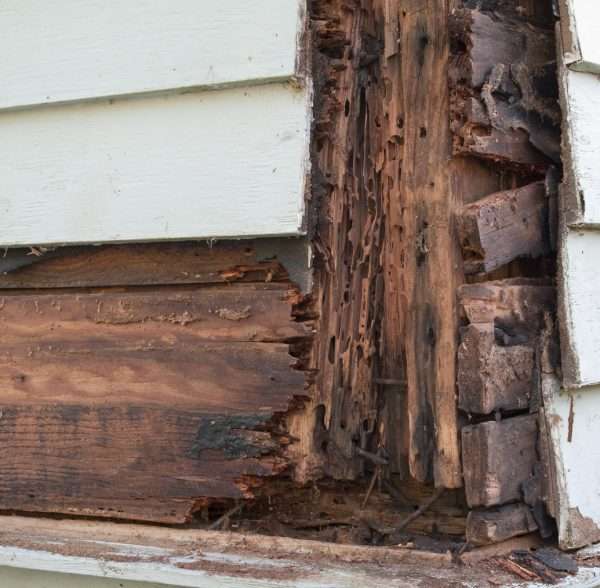 termite-inspection-company-cincinnati-oh termite-inspection-company-cincinnati-oh