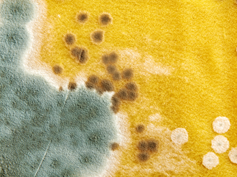 Inspection-for-Mold-Florence-KY