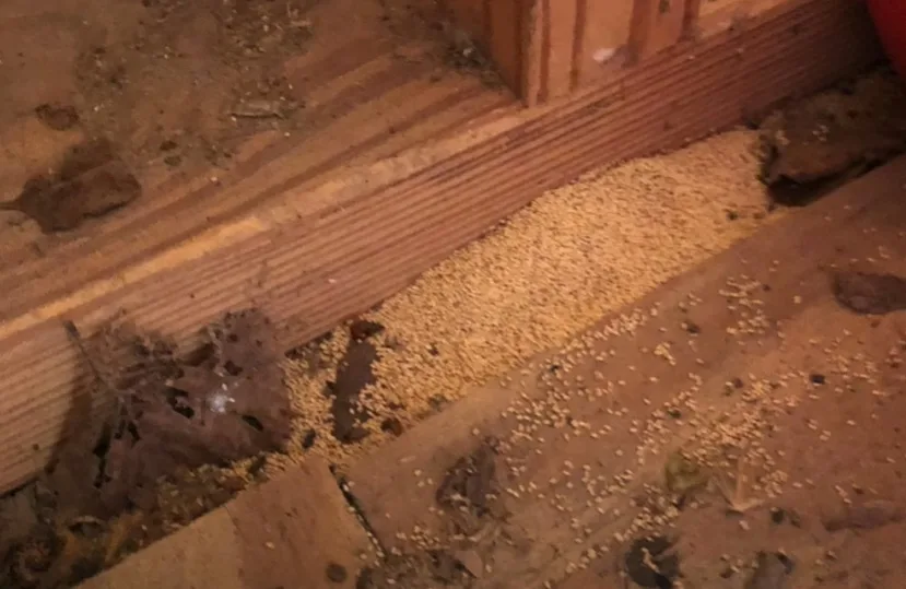 Termite-damage-northern-ky Termite-damage-in-a-house-in-northern-ky