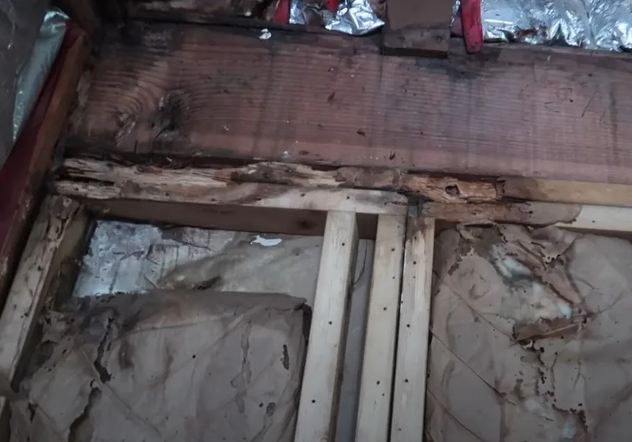 Termite-inspection-cost Termite-inspection-in-Newport-KY